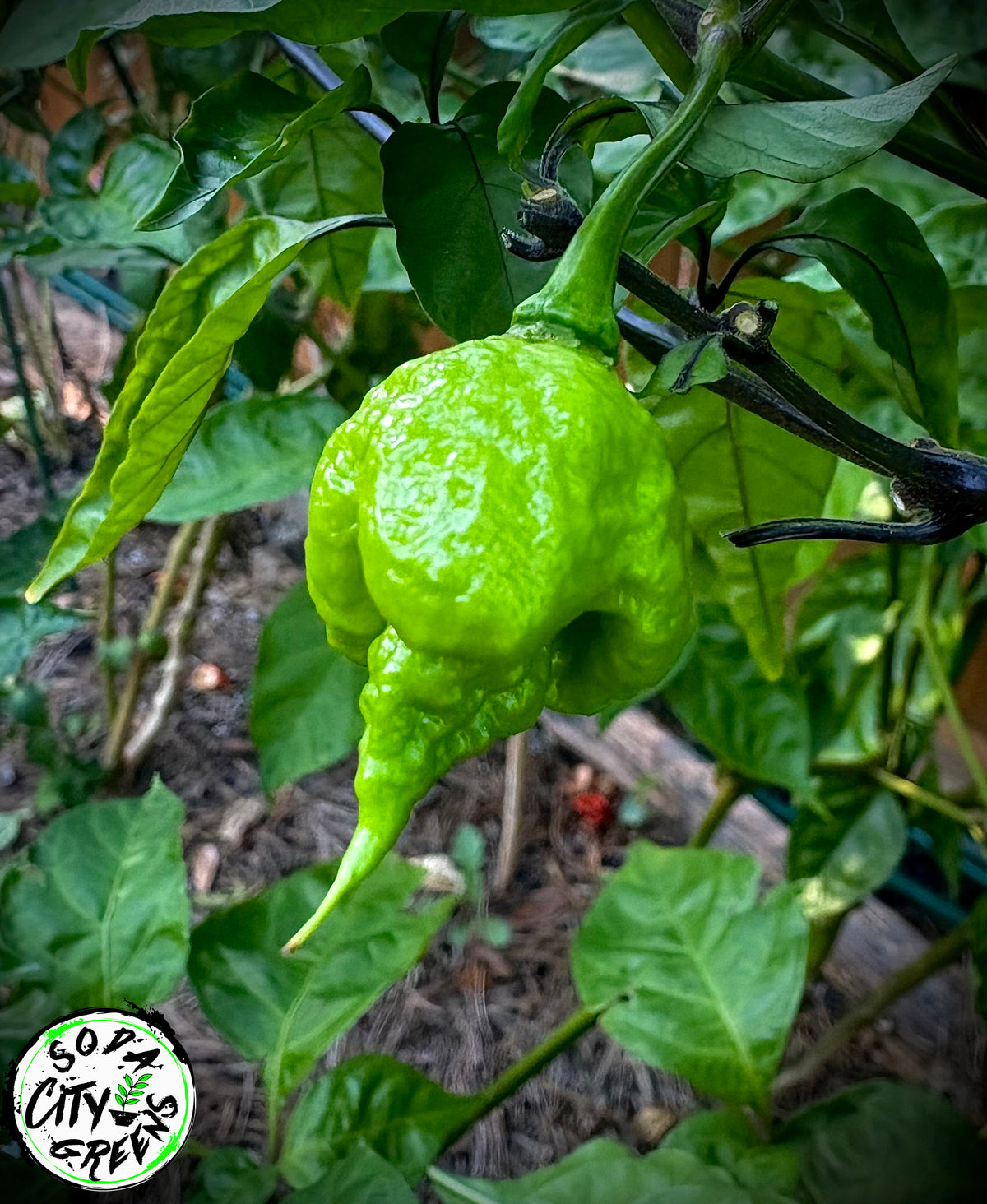 Red Carolina Reaper Pepper Seeds- Sinister Pepper Series