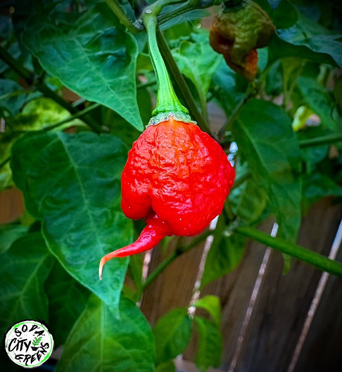 Red Carolina Reaper Pepper Seeds- Sinister Pepper Series