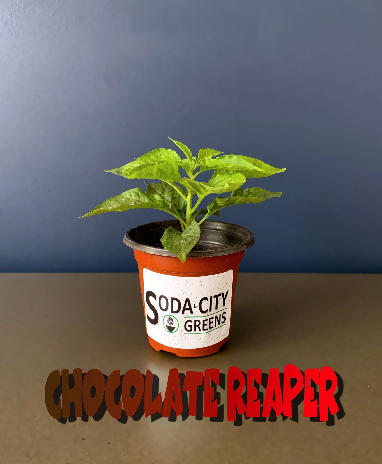 Chocolate Carolina Reaper Pepper Seeds