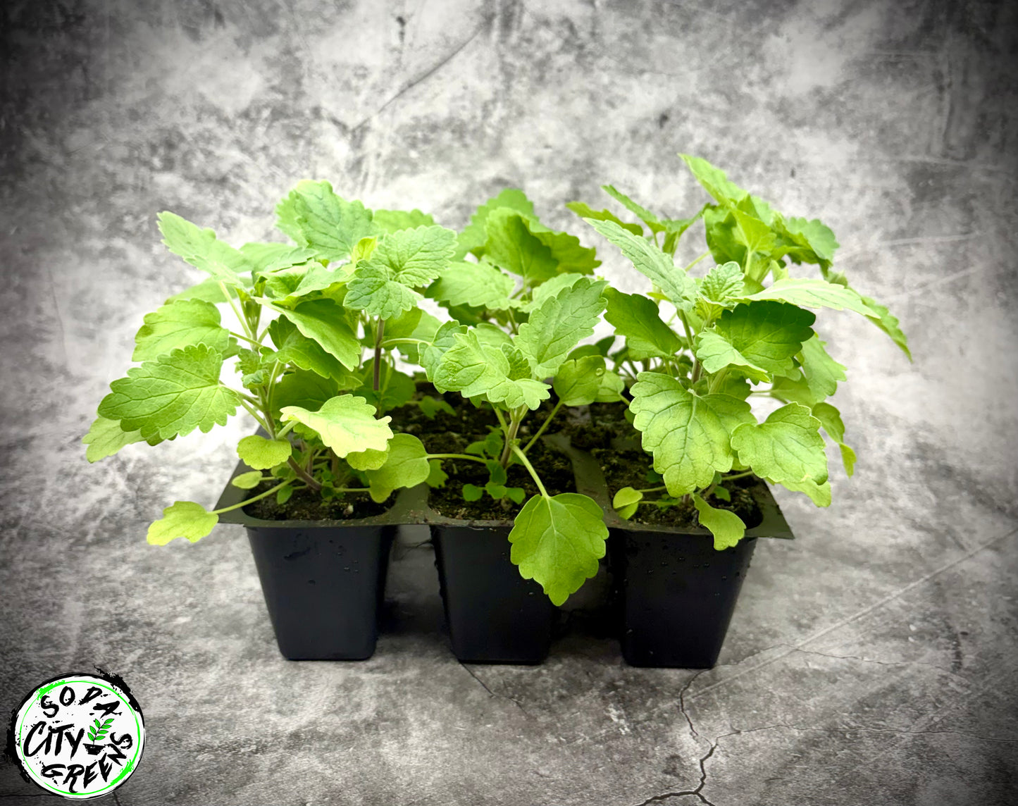 Catnip Herb Live Plants- Crazy Cat Lady Certified!