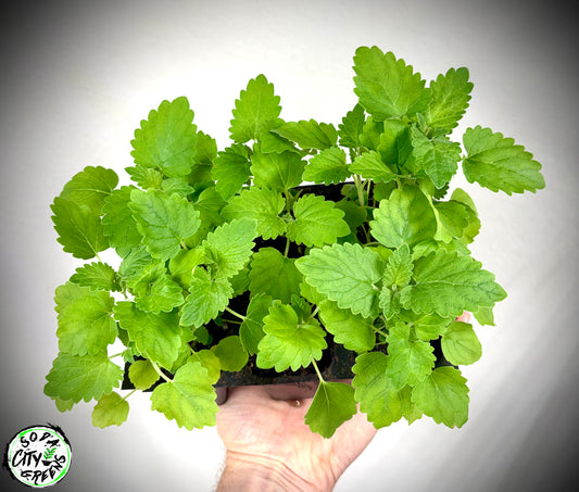 Catnip Herb Live Plants- Crazy Cat Lady Certified!