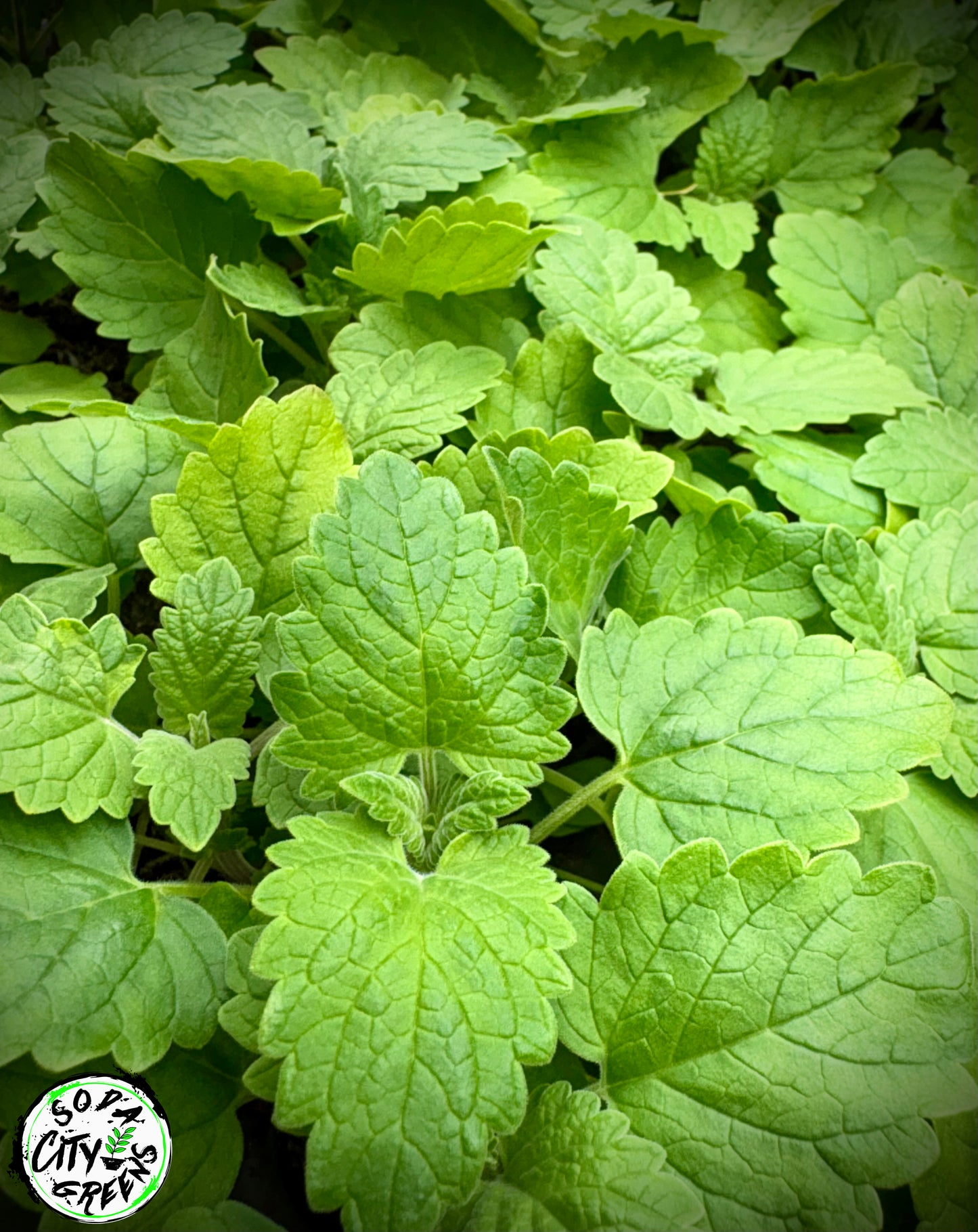 Catnip Herb Live Plants- Crazy Cat Lady Certified!