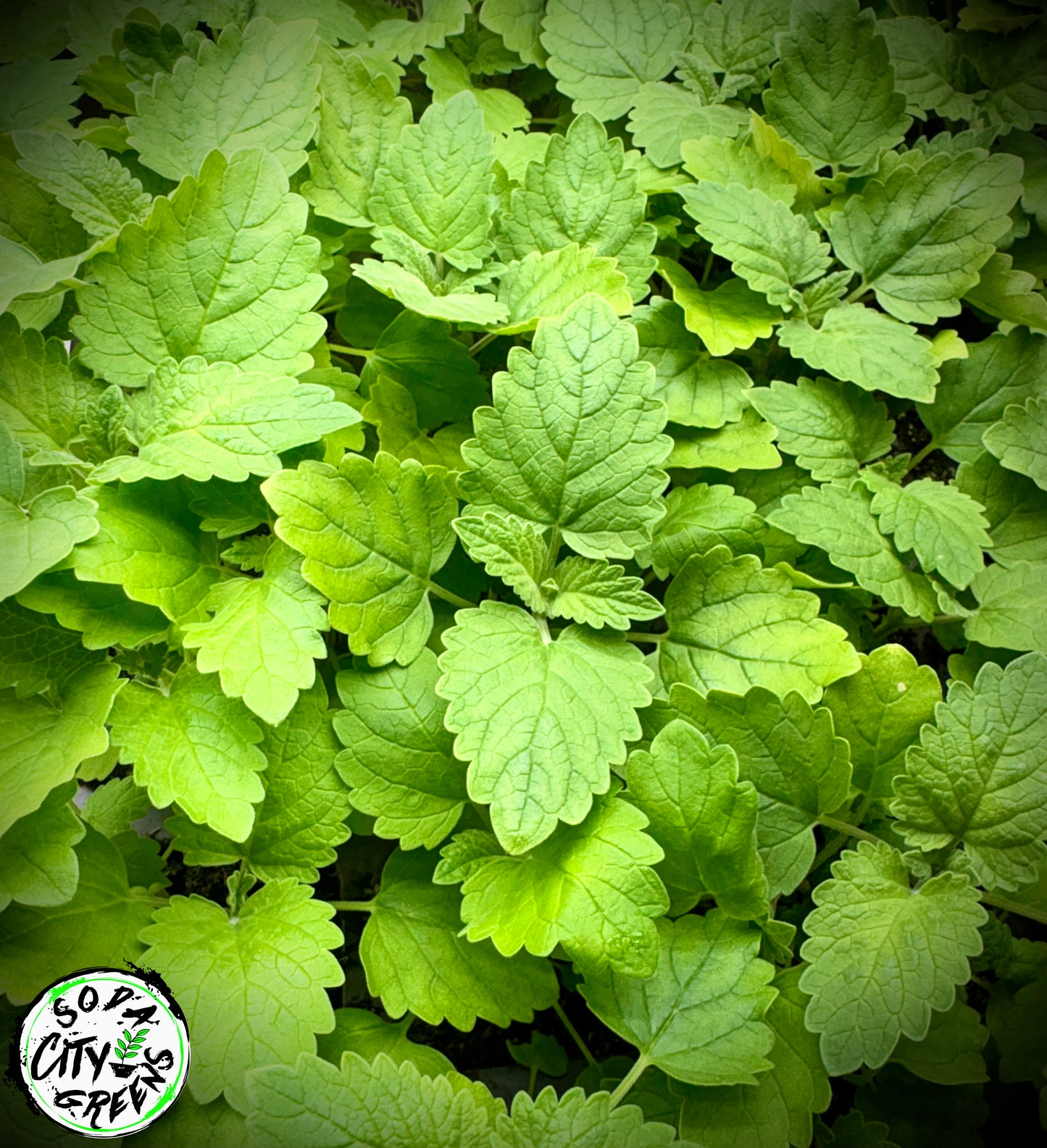 Catnip Herb Live Plants- Crazy Cat Lady Certified!