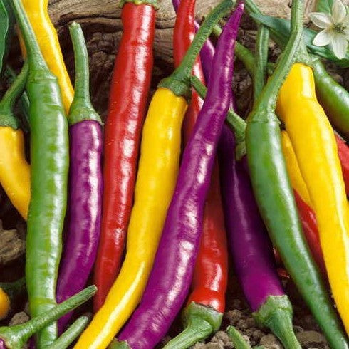 Rainbow Cayenne Pepper Seed Blend