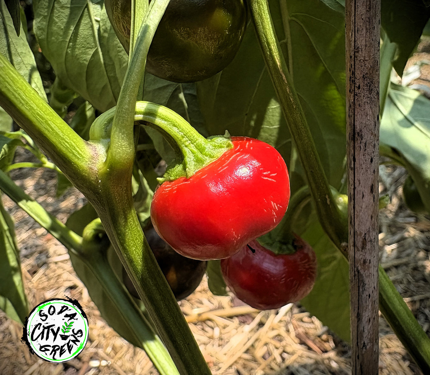 Cherry Bomb Pepper Seeds