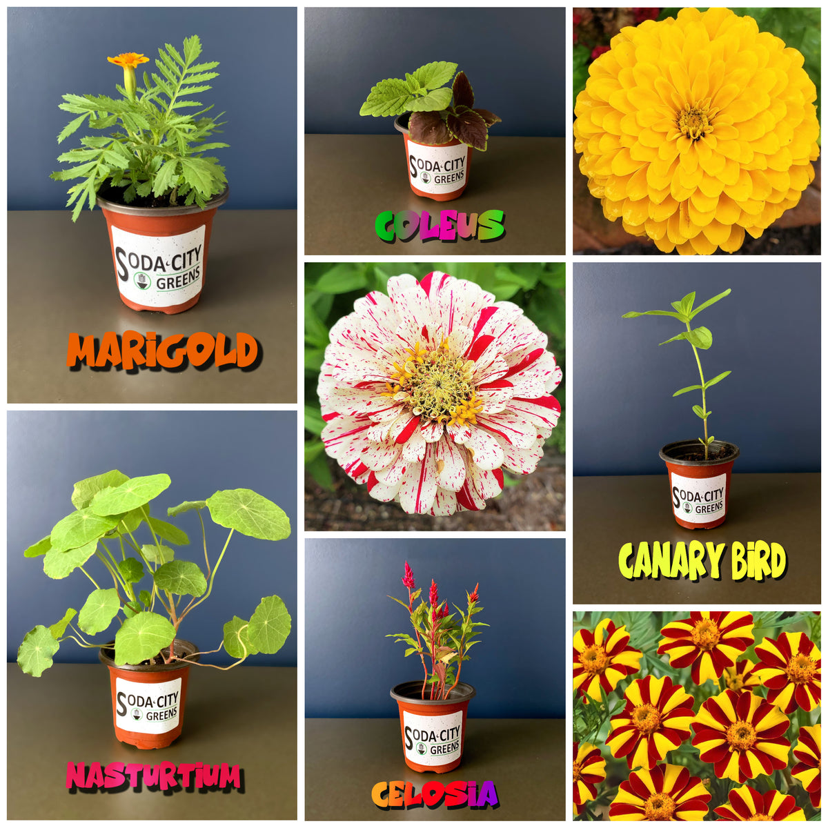 Jester Marigold Flower Seeds
