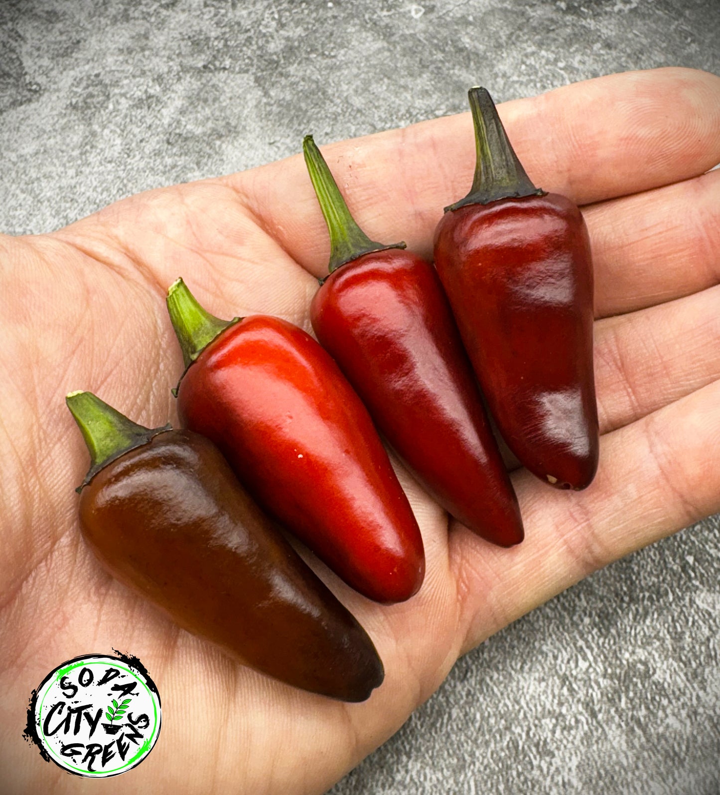 Count Dracula x Orange Fish Variegated Pepper Seeds