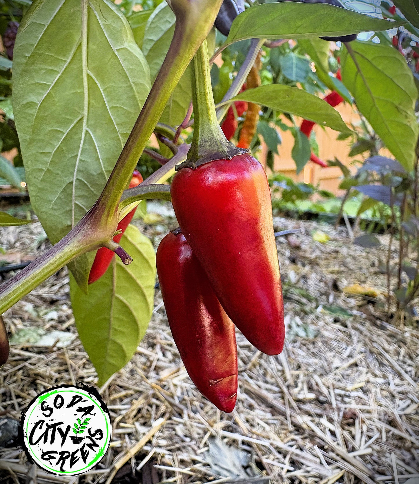Count Dracula x Orange Fish Variegated Pepper Seeds