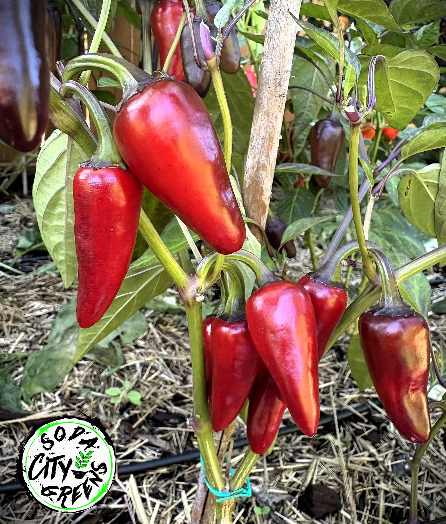 Count Dracula x Orange Fish Variegated Pepper Seeds