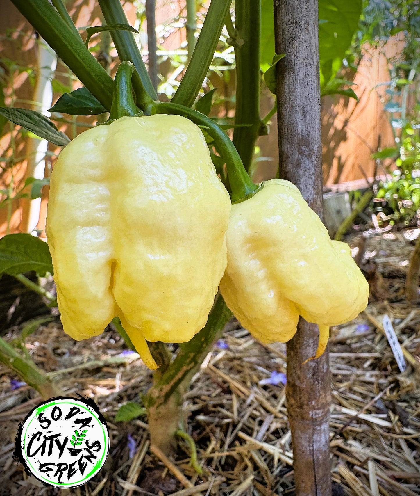 Creamo Pepper Seeds