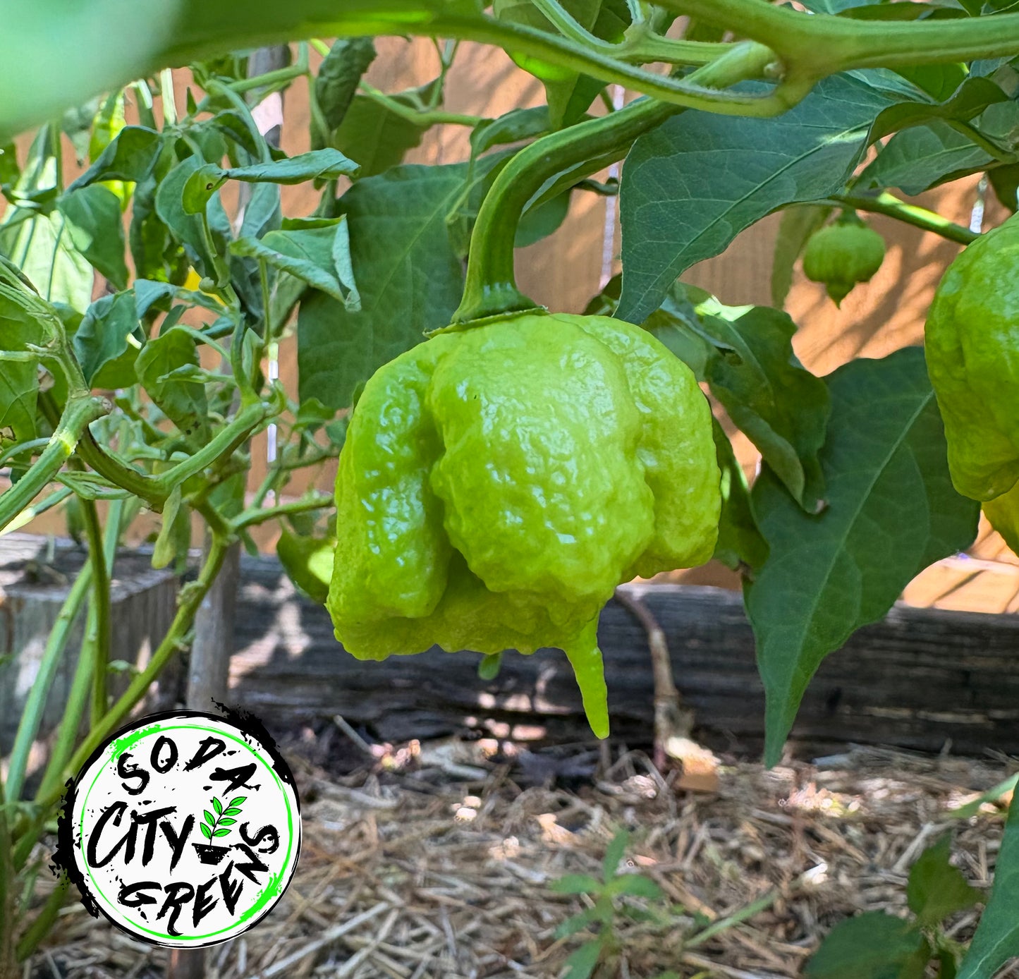 Creamo Pepper Seeds