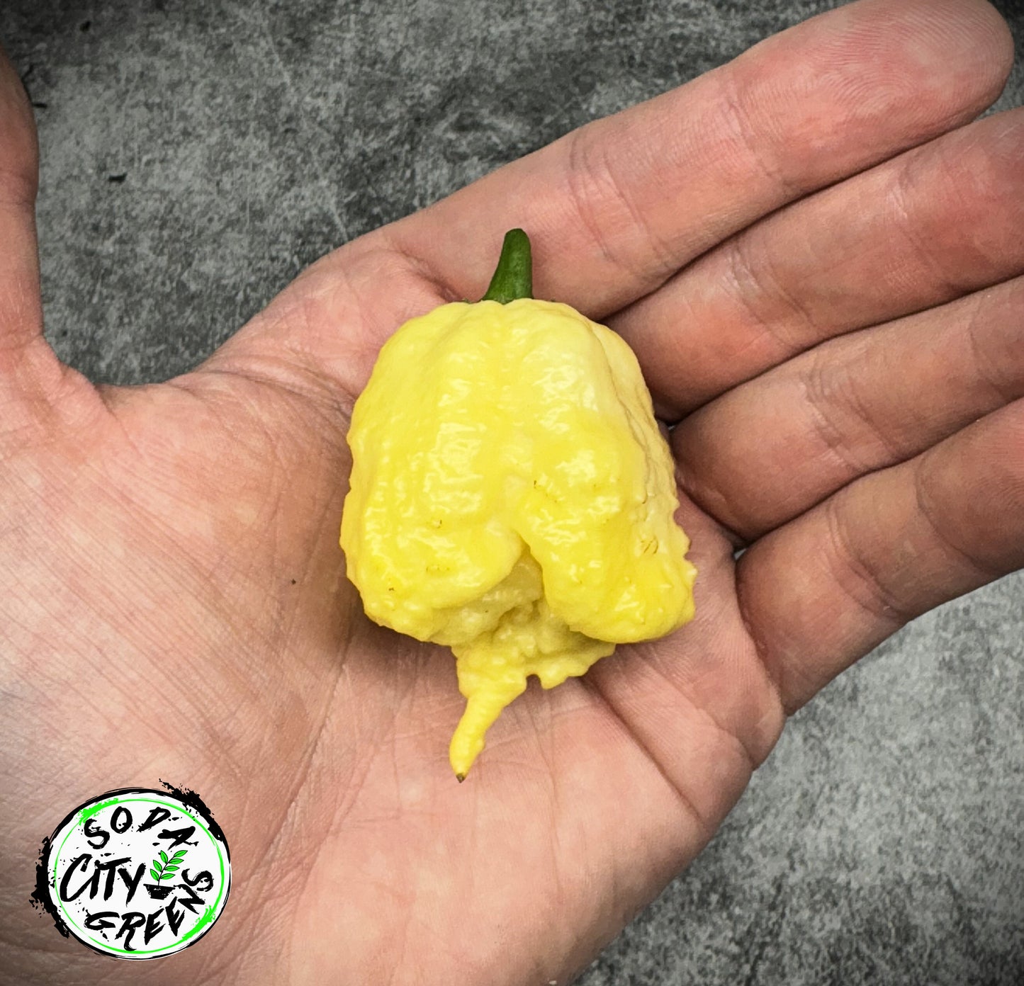 Creamo Pepper Seeds