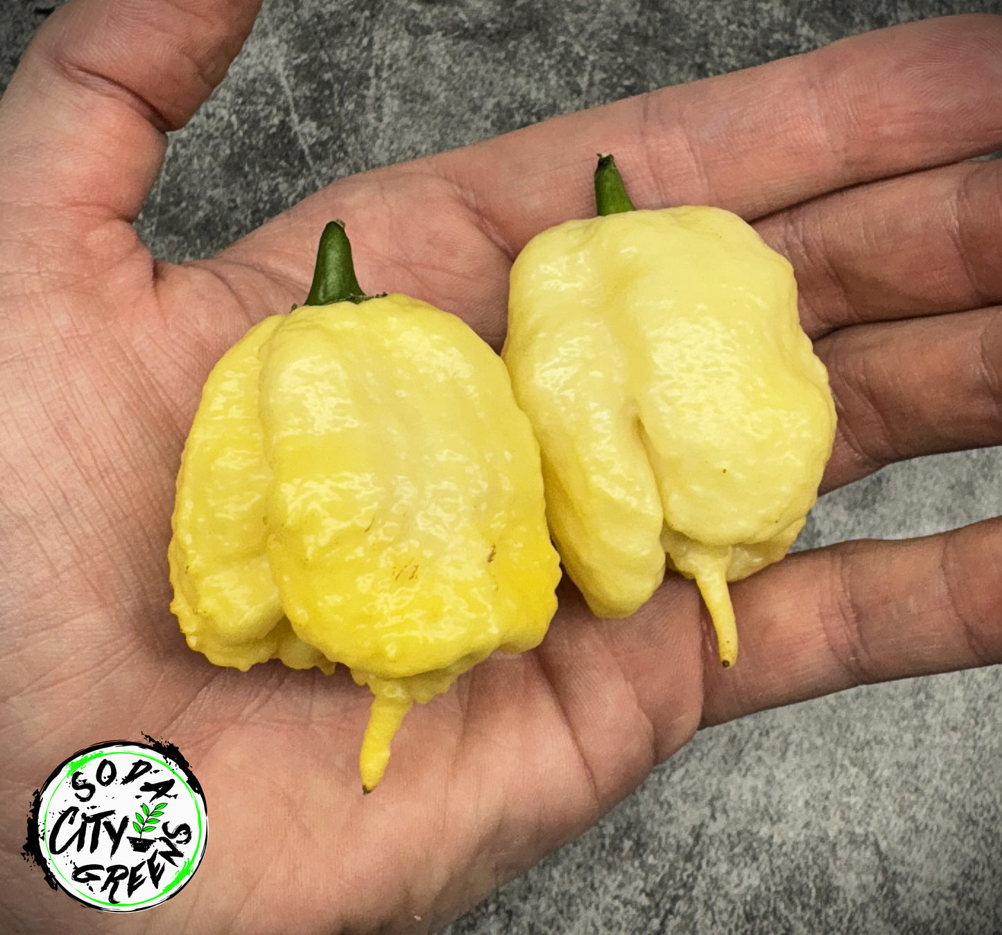 Creamo Pepper Seeds