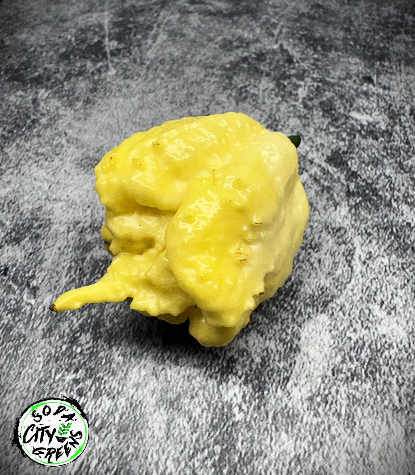 Creamo Pepper Seeds
