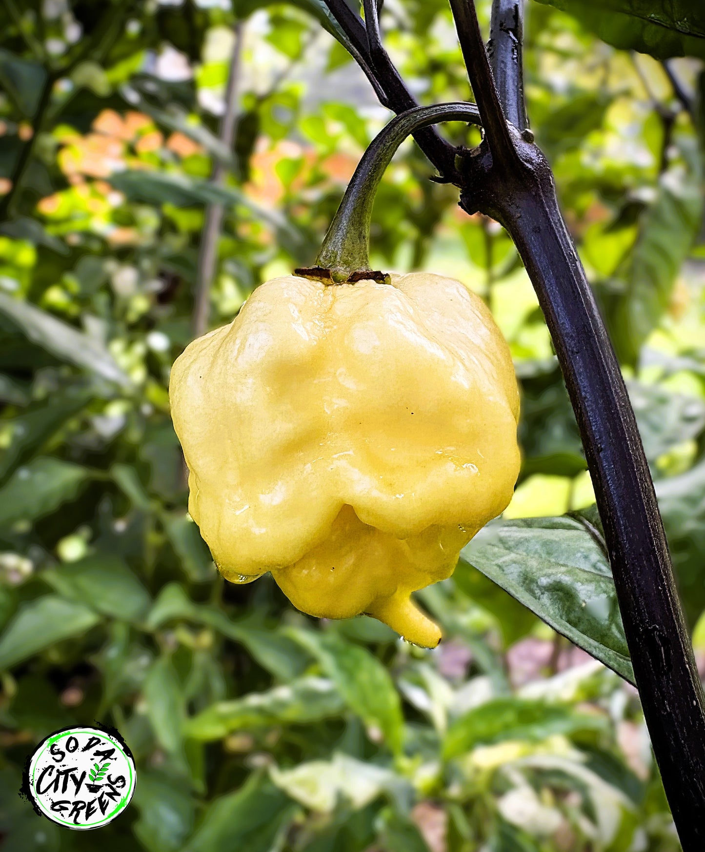 Da Hulk White Pepper Seeds