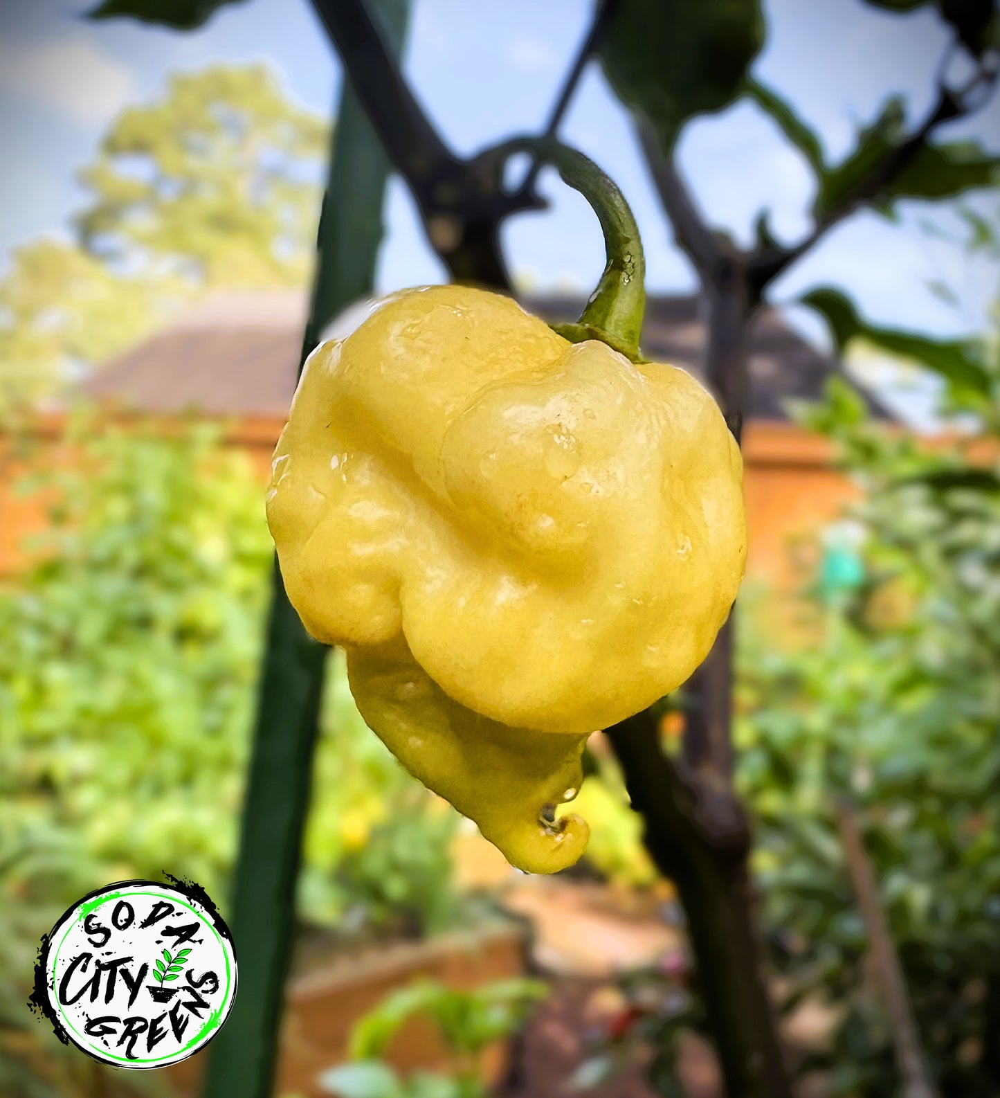 Creamo Pepper Seeds