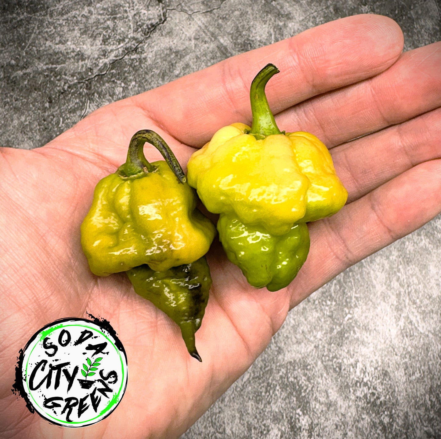 Da Hulk White Pepper Seeds