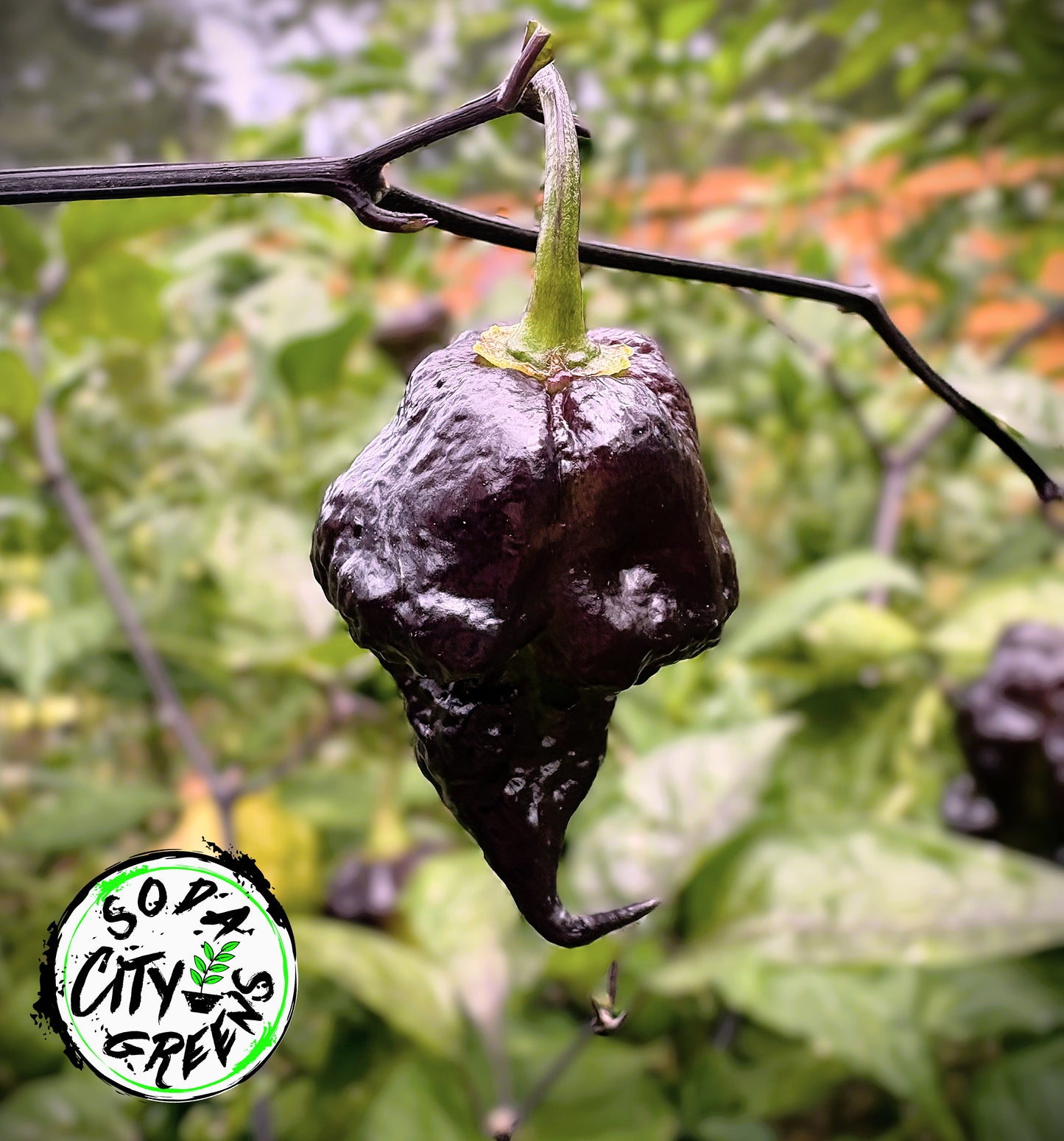 Da Hulk White Pepper Seeds
