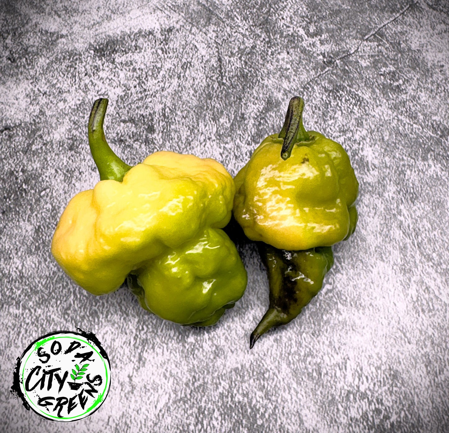 Da Hulk White Pepper Seeds