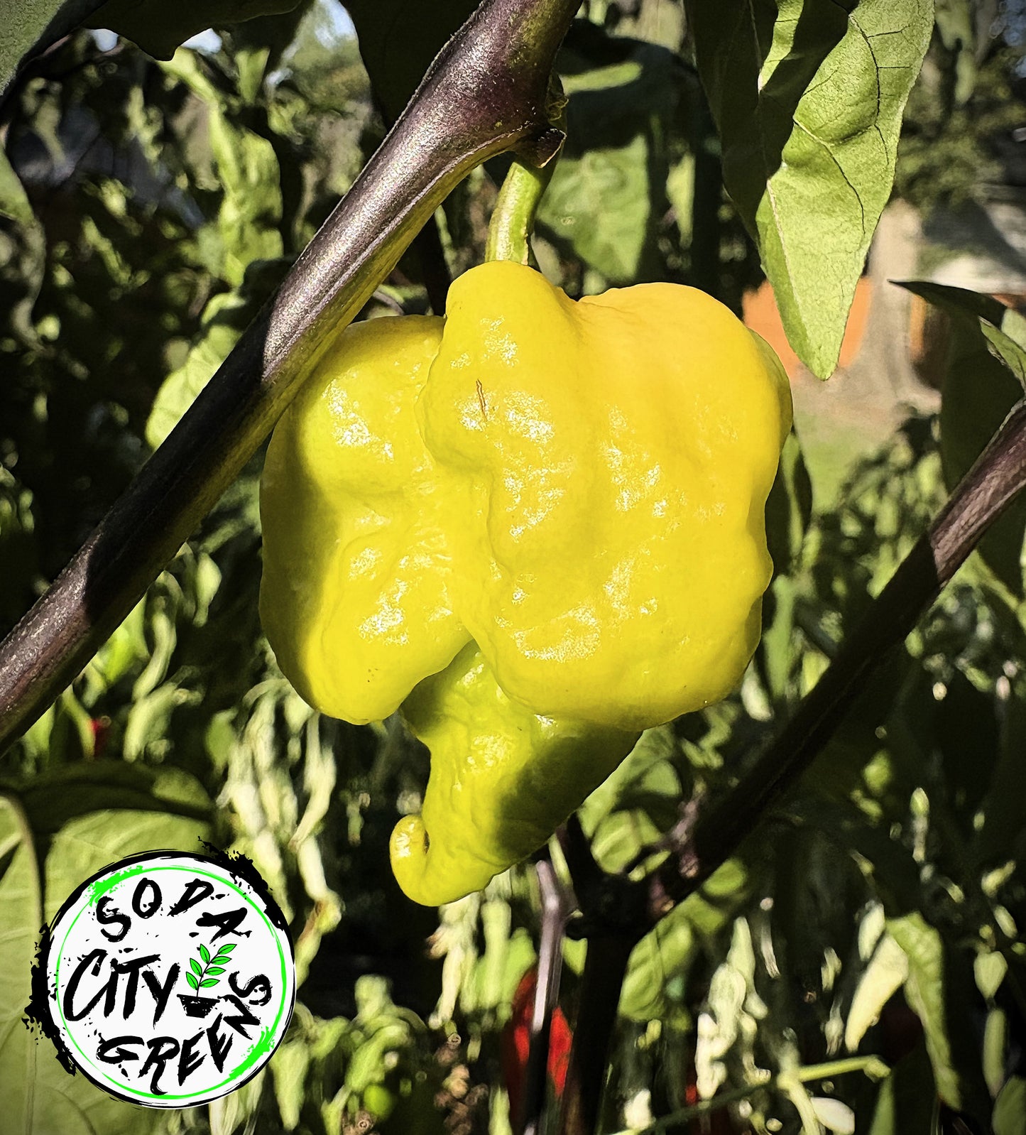 Da Hulk White Pepper Seeds