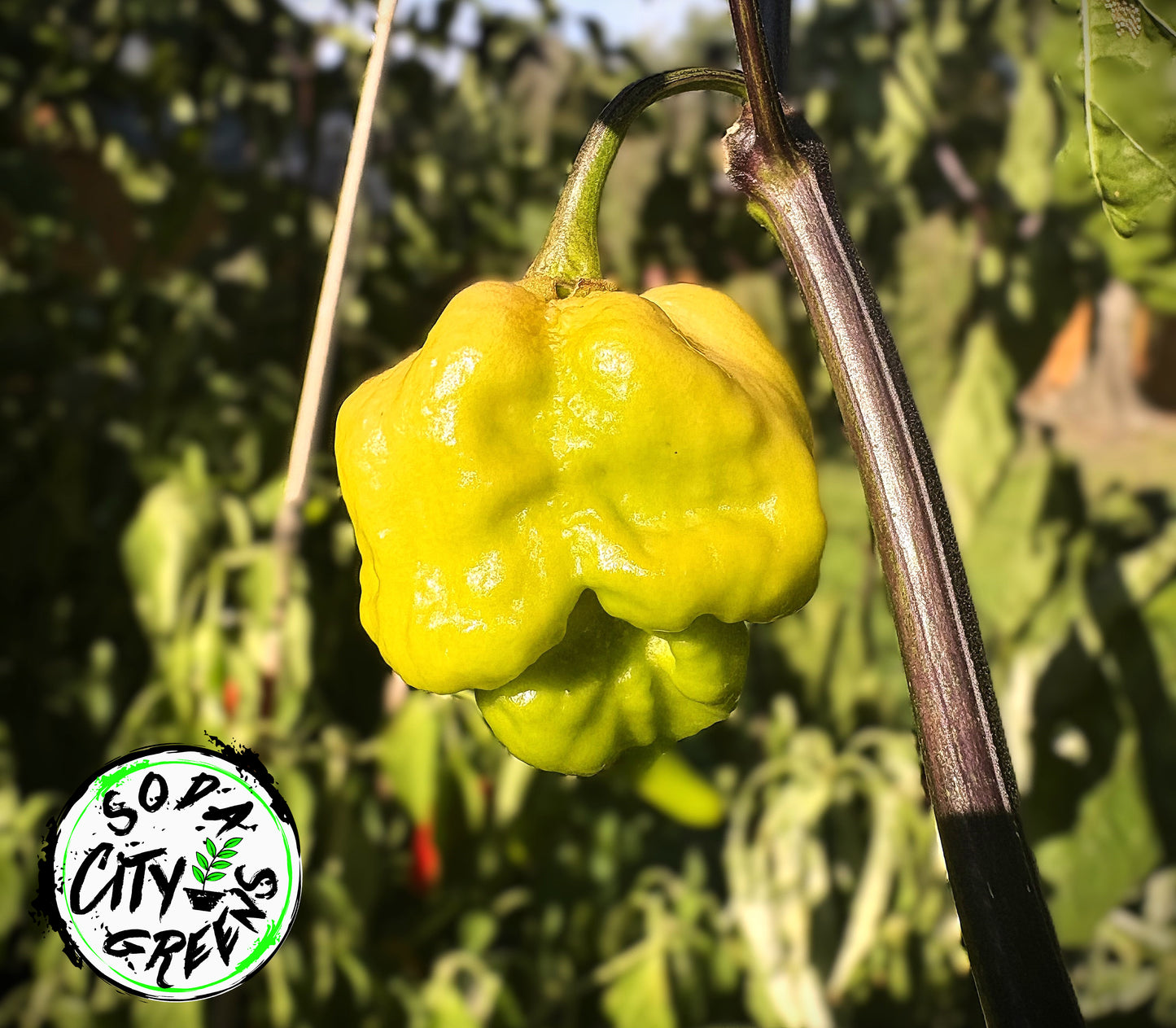 Da Hulk White Pepper Seeds