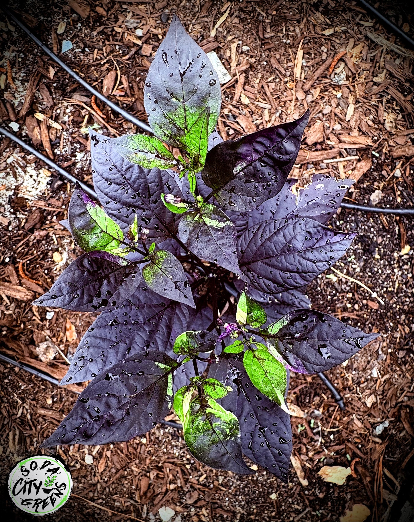 Daybreaker x Blue Christmas Variegated Pepper Seeds