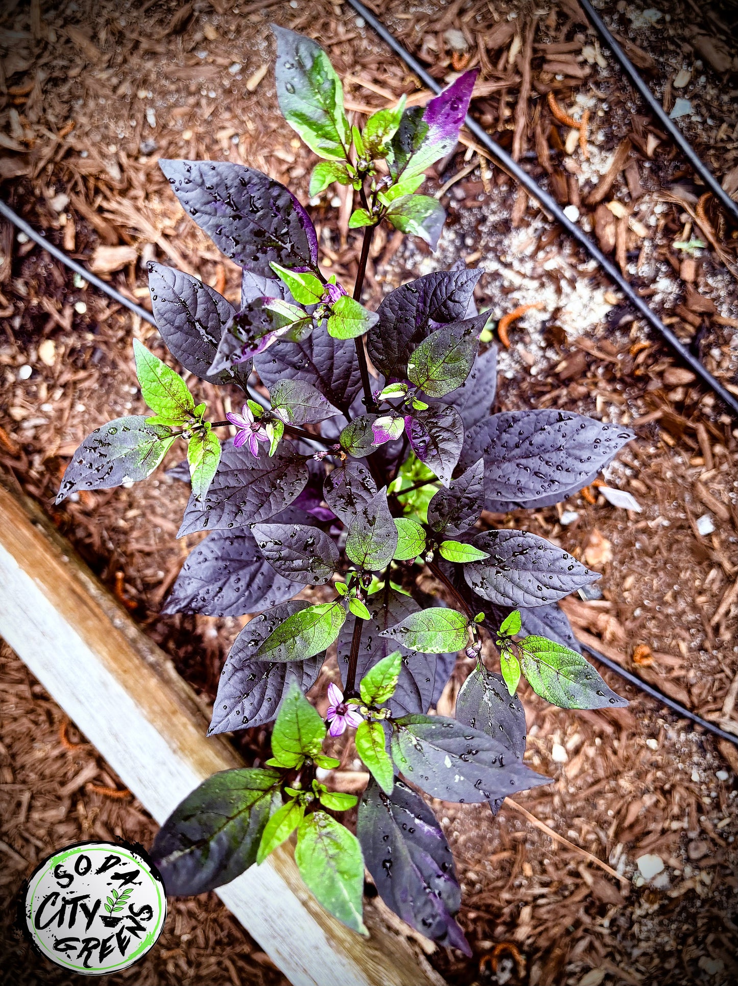 Daybreaker x Blue Christmas Variegated Pepper Seeds