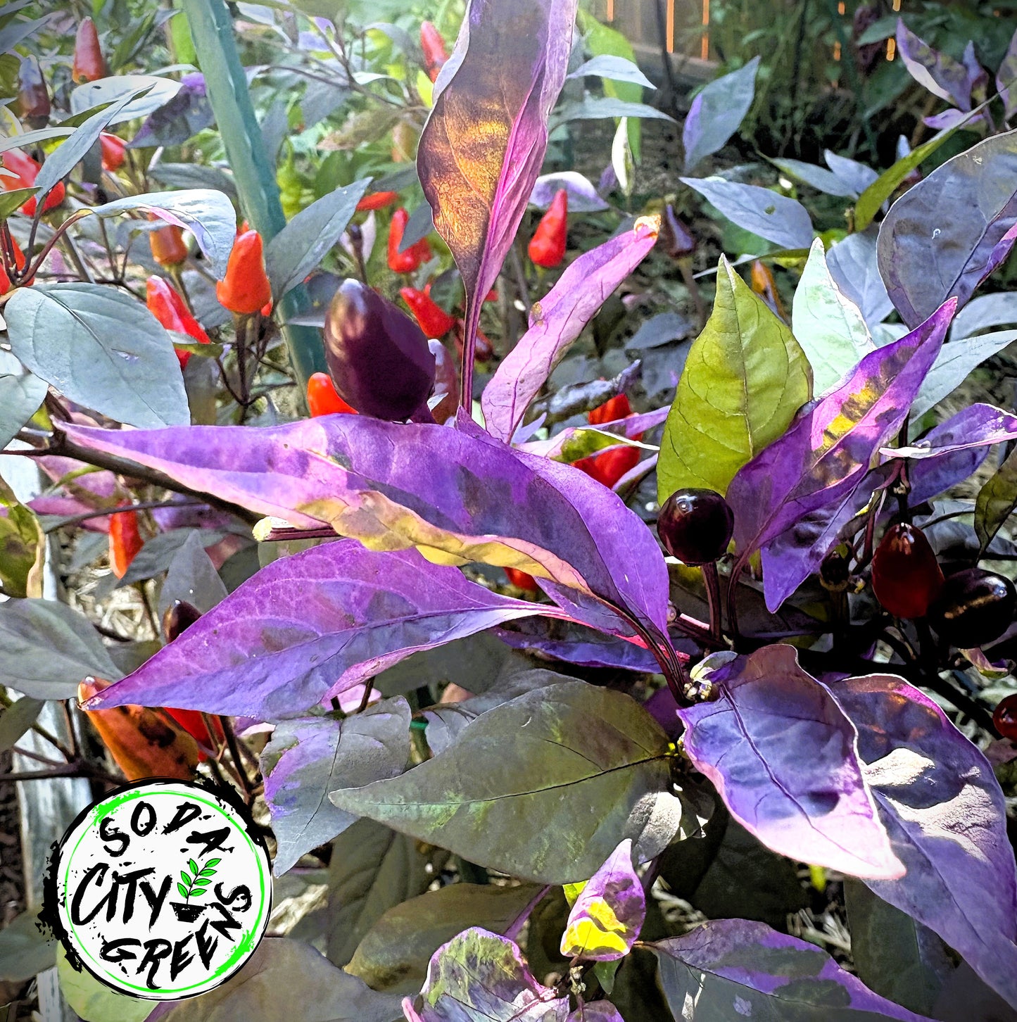 Variegated Pepper Seed Variety Pack (You choose!)