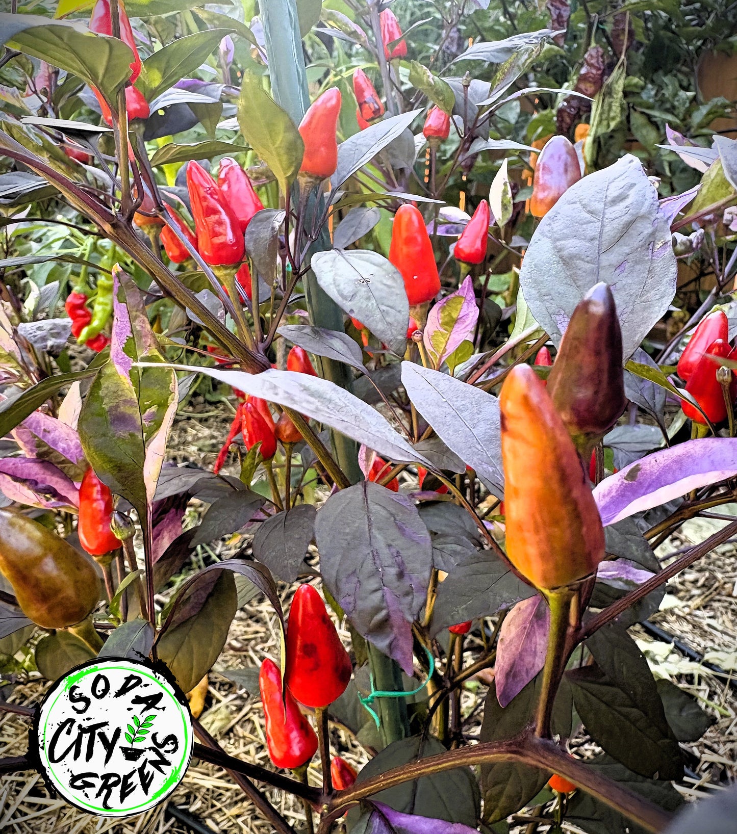 Variegated Pepper Seed Variety Pack (You choose!)