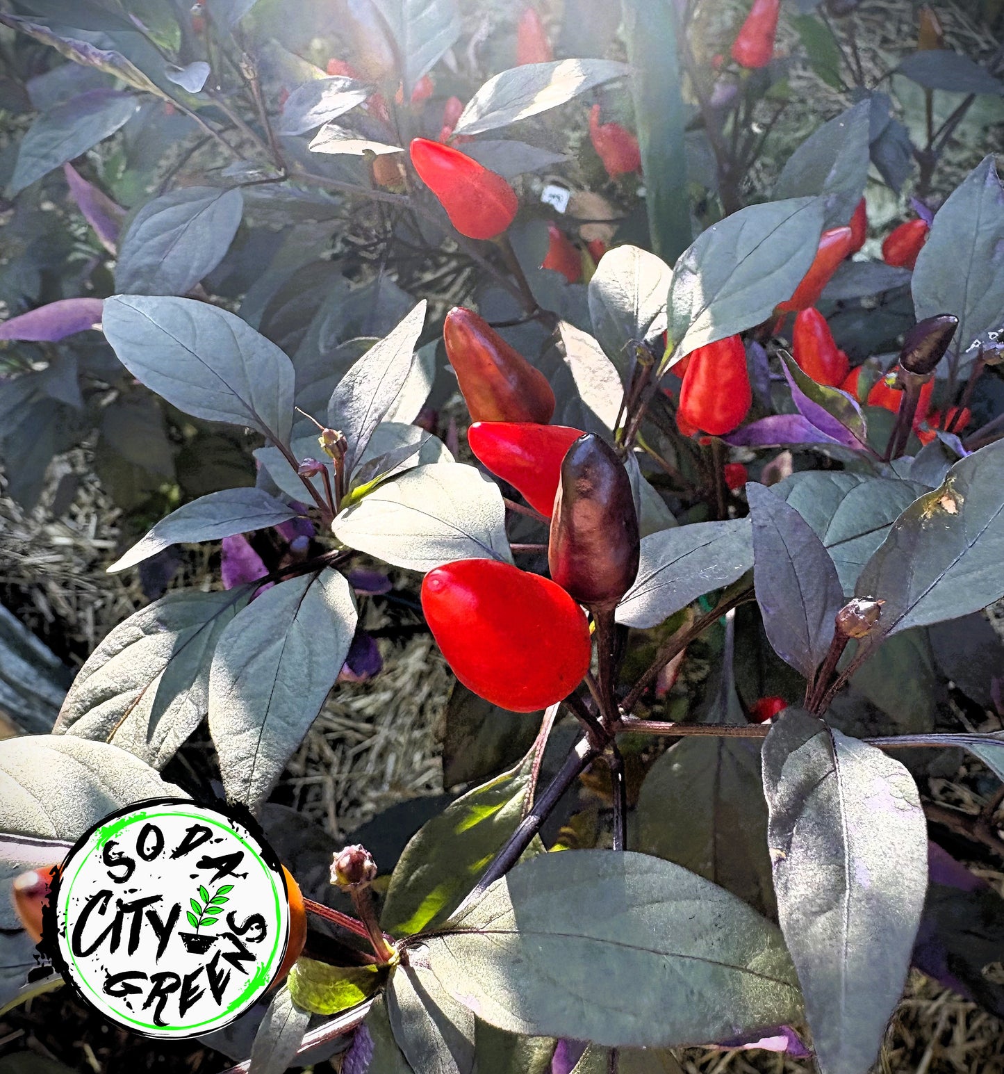 Sweet Heat Pepper Seed Variety Pack (You choose!)