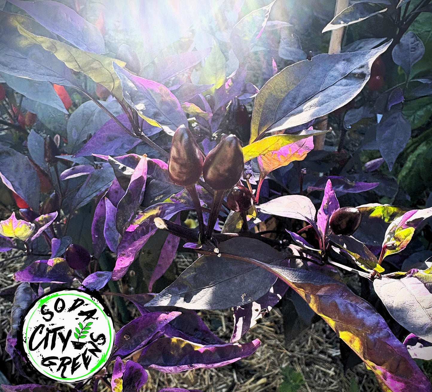Daybreaker x Blue Christmas Variegated Pepper Seeds