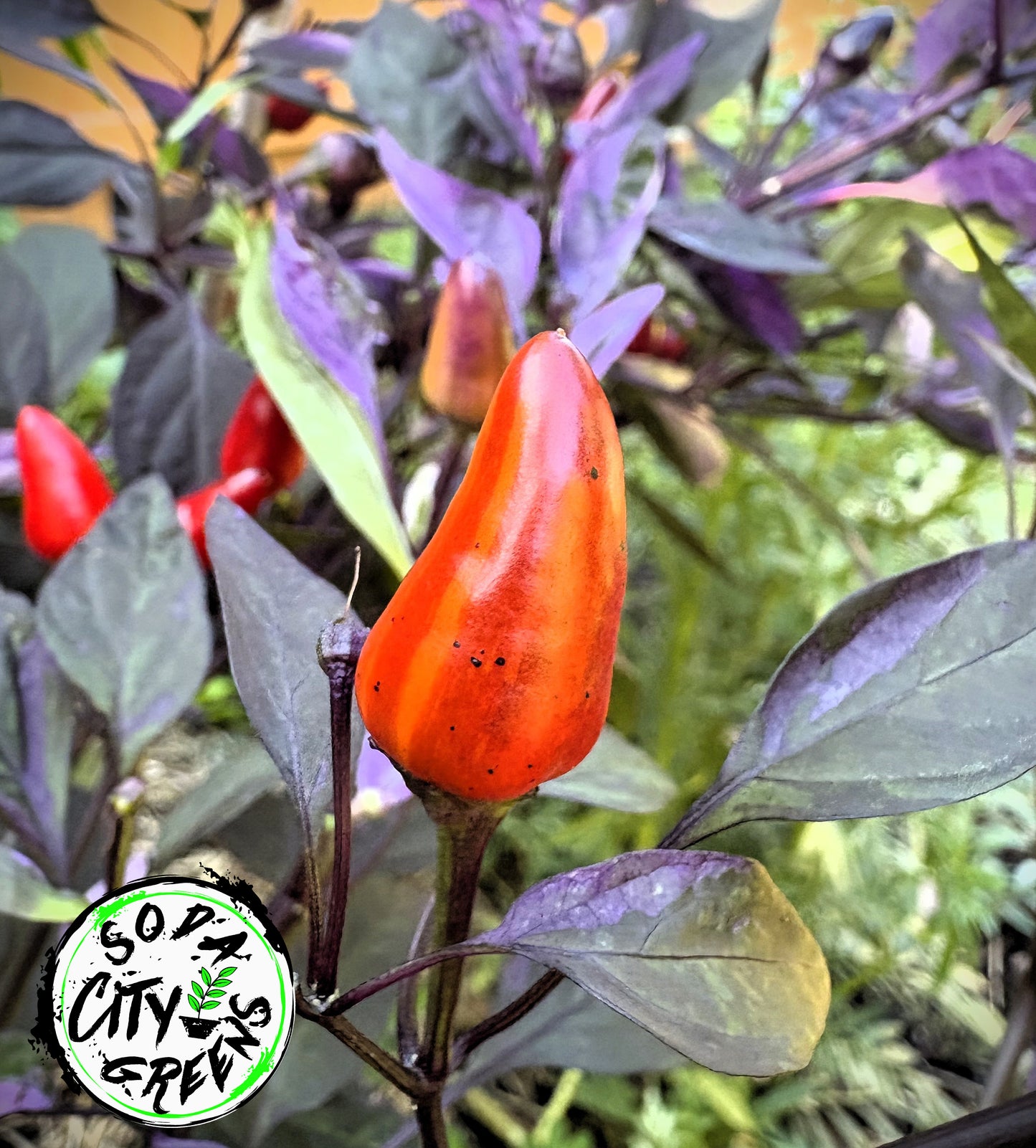 Variegated Pepper Seed Variety Pack (You choose!)