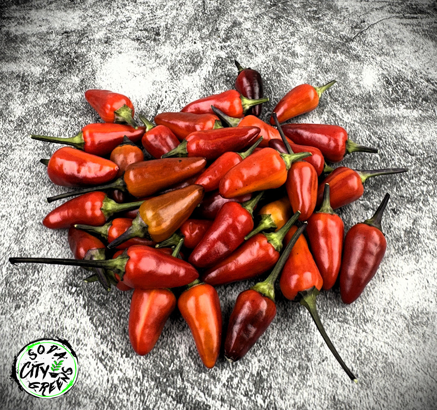 Daybreaker x Blue Christmas Variegated Pepper Seeds
