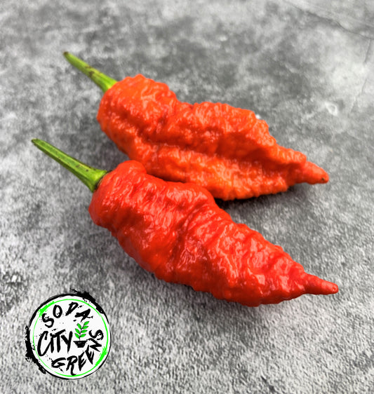 Death Spiral Pepper Seeds