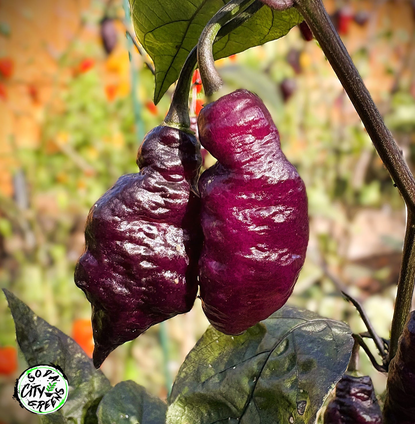 Dream DD Pepper Seeds