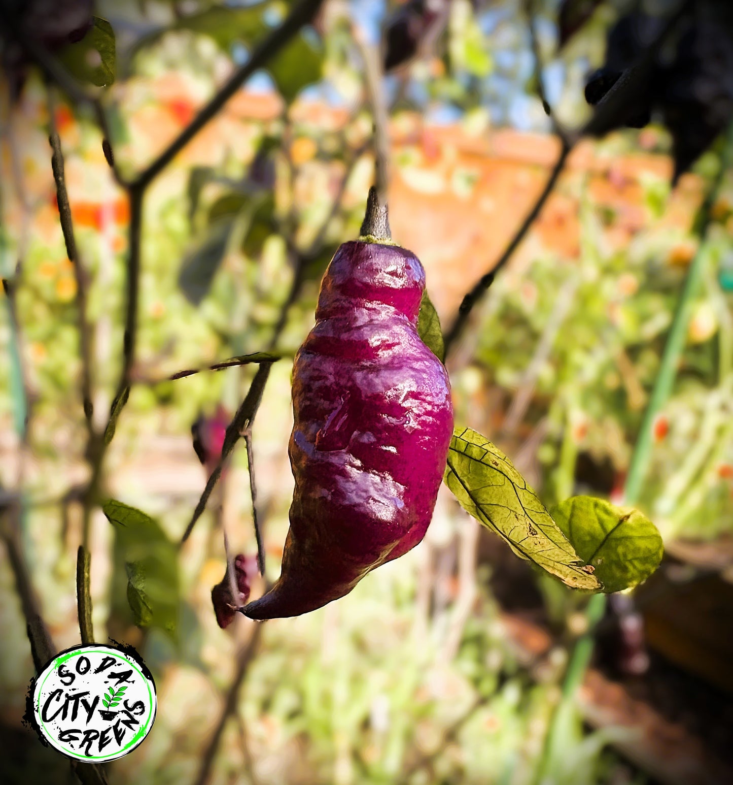 Purple Pepper Seed Variety Pack (You choose!)