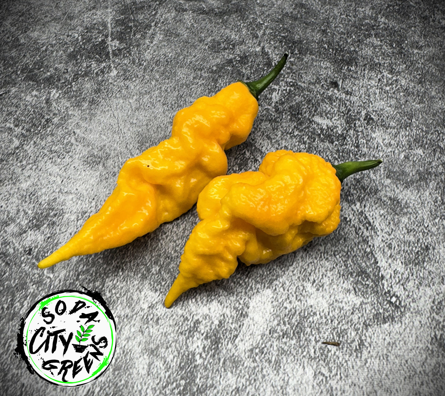 Dystopia Pepper Seeds