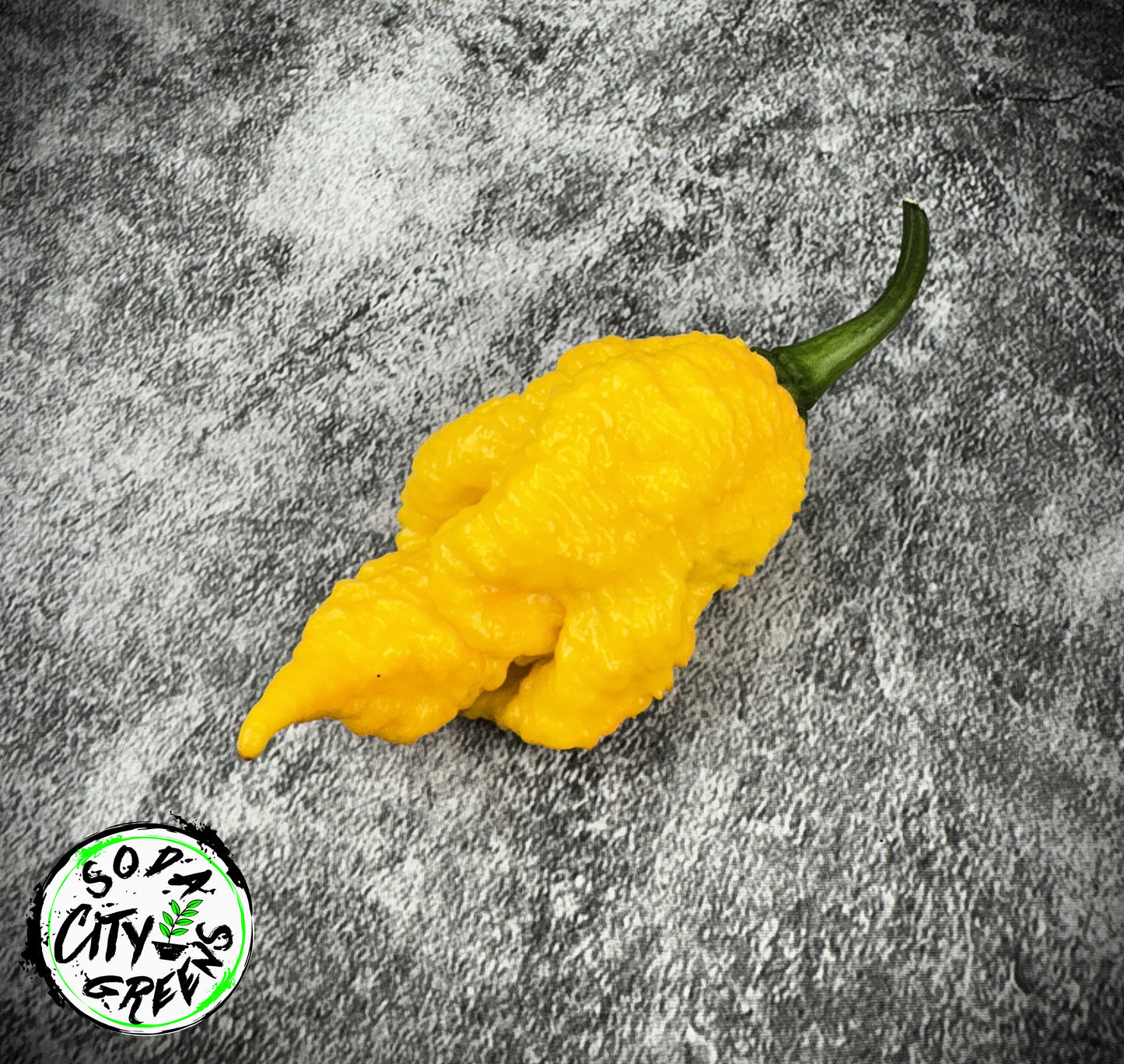Dystopia Pepper Seeds