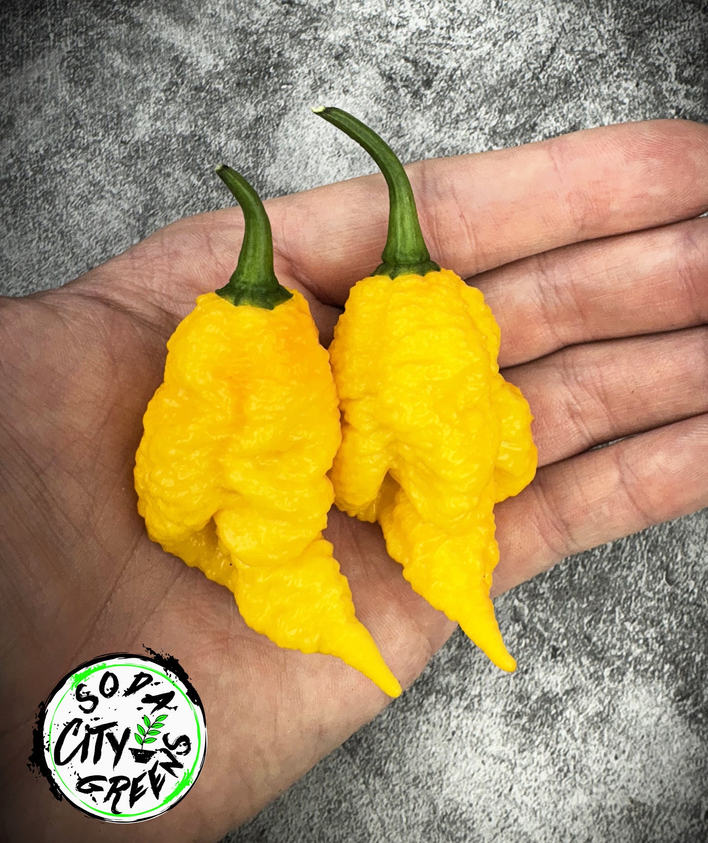 Dystopia Pepper Seeds