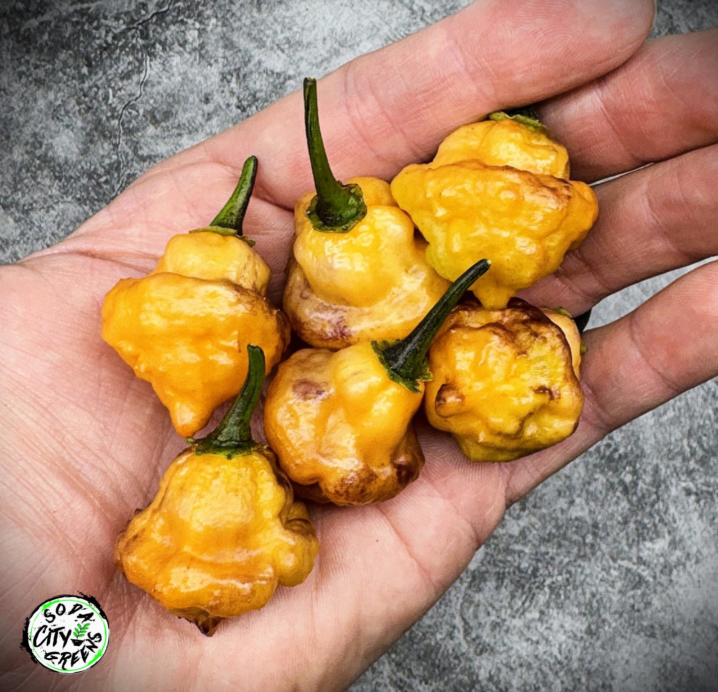 Eye Candy Pepper Seeds
