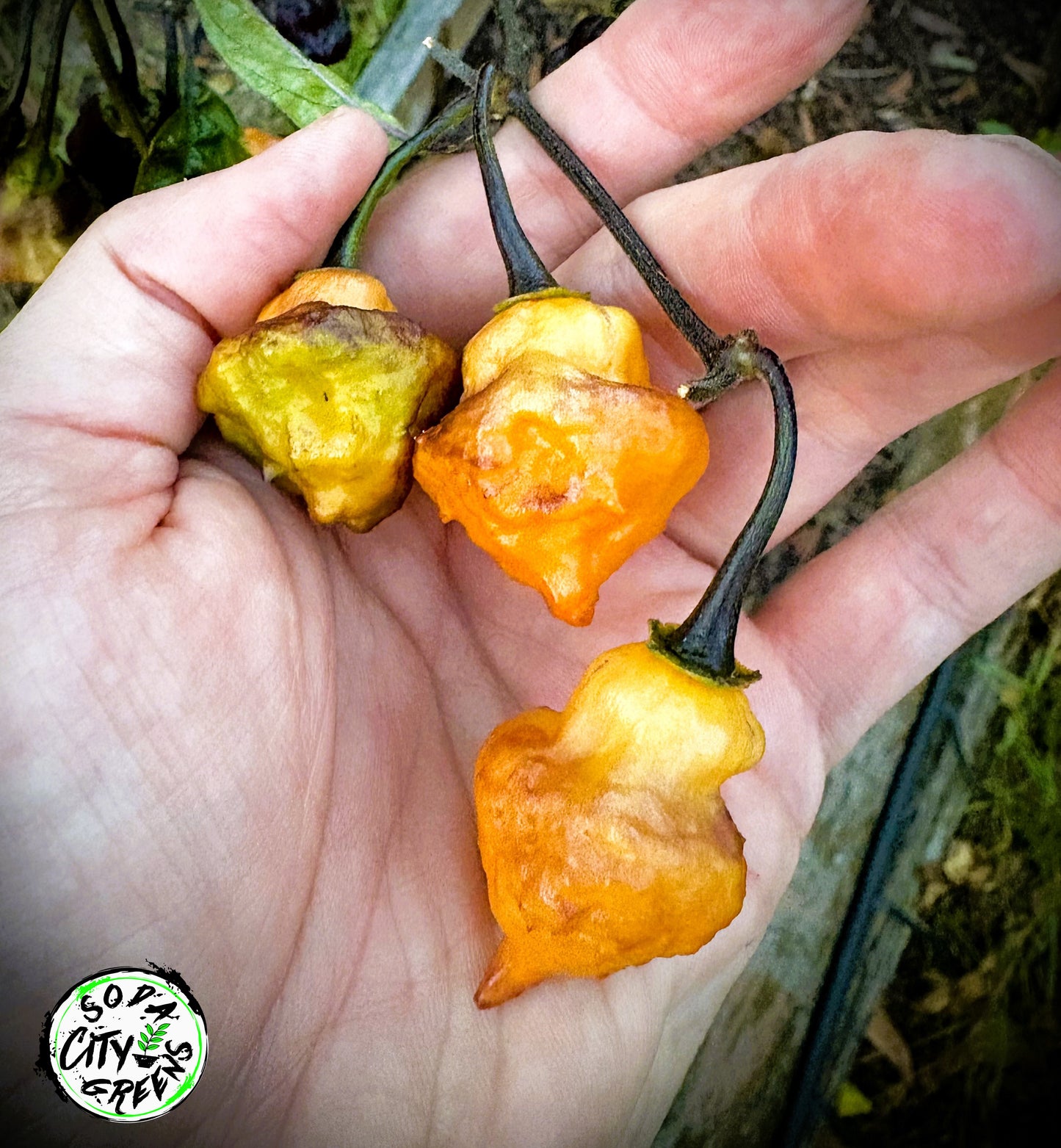 Eye Candy Pepper Seeds