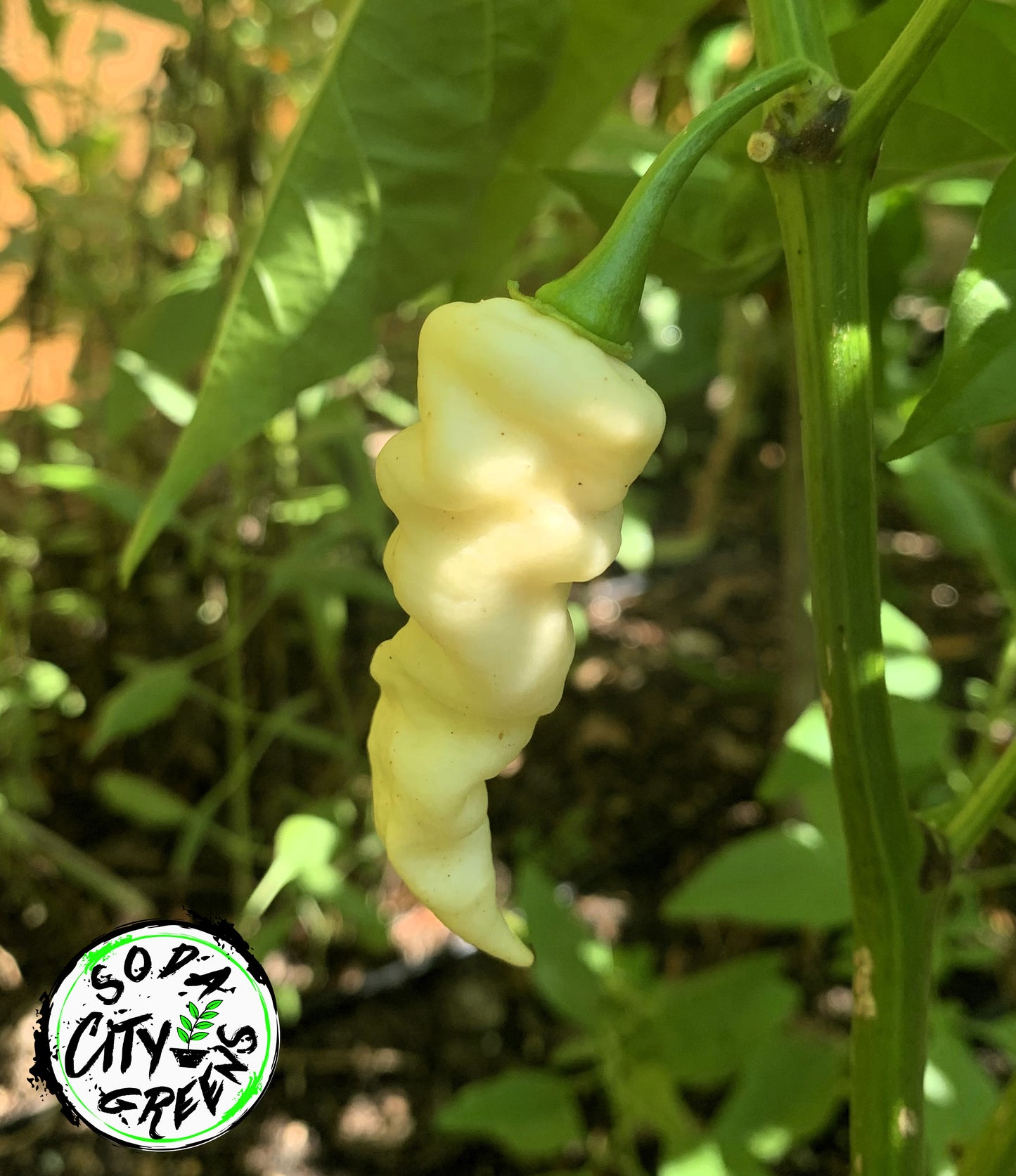 Faddas White Pepper Seeds