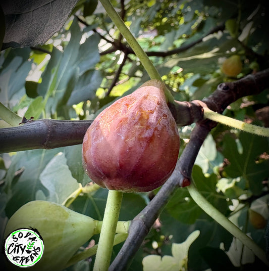 Fig (Celeste) Live Plants