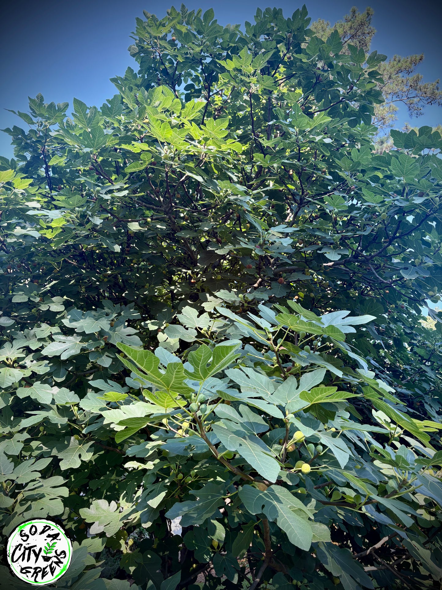 Fig (Celeste) Live Plants