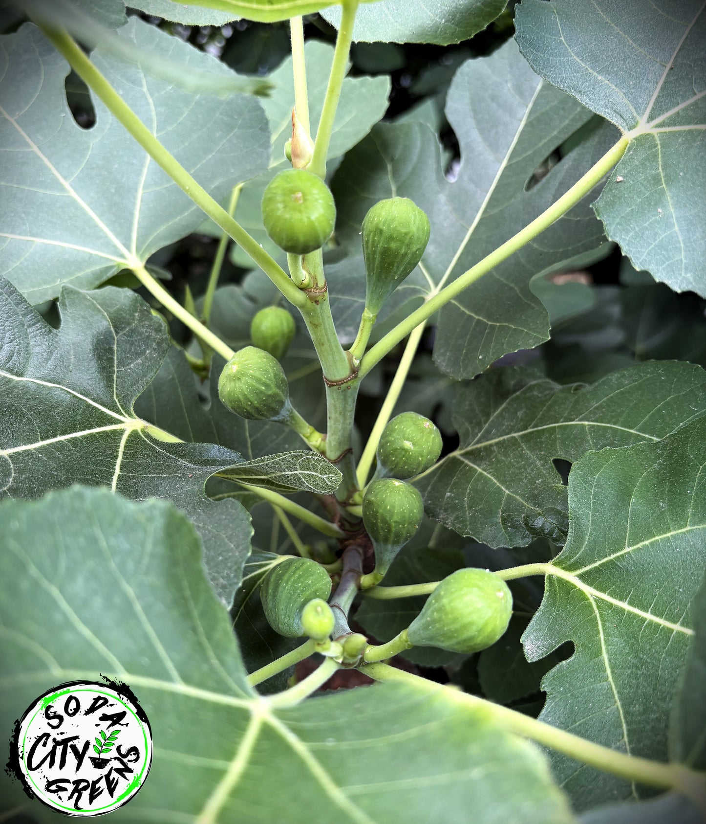 Celeste Fig Cuttings- Bare Root