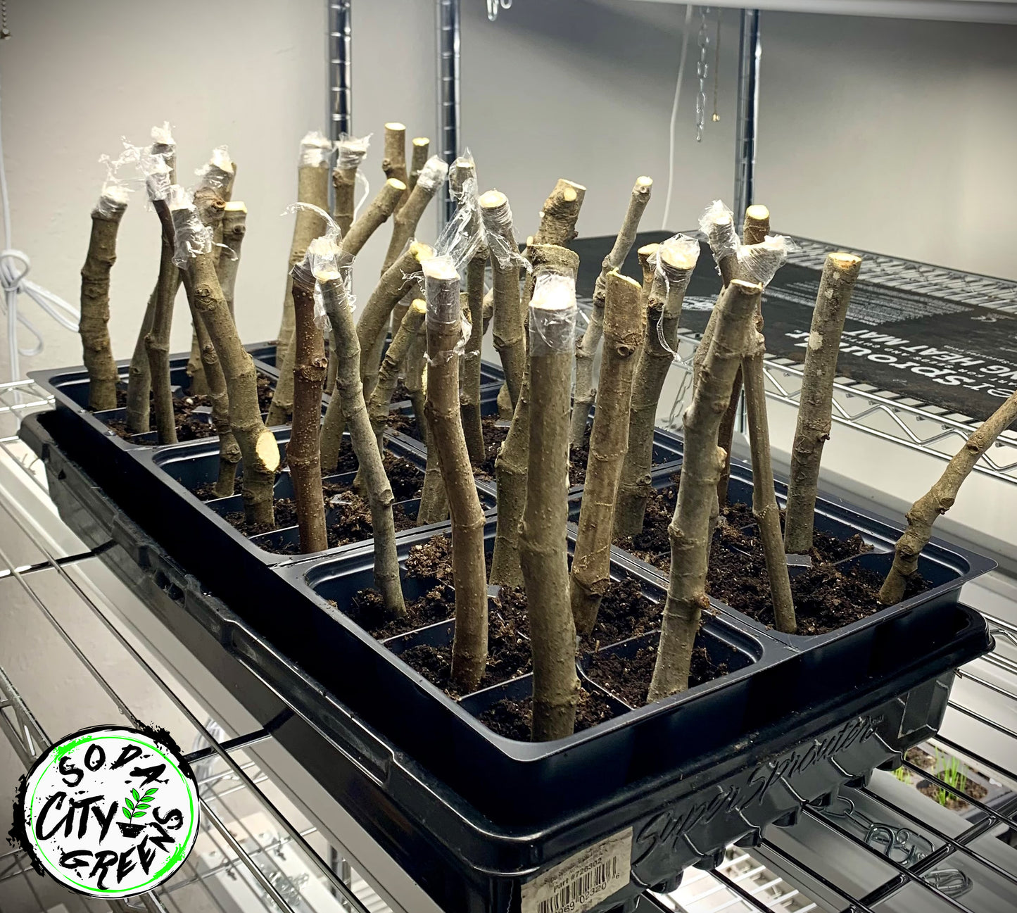 Celeste Fig Cuttings- Bare Root