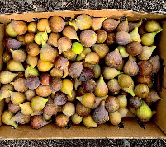 Fig (Brown Turkey) Live Plants