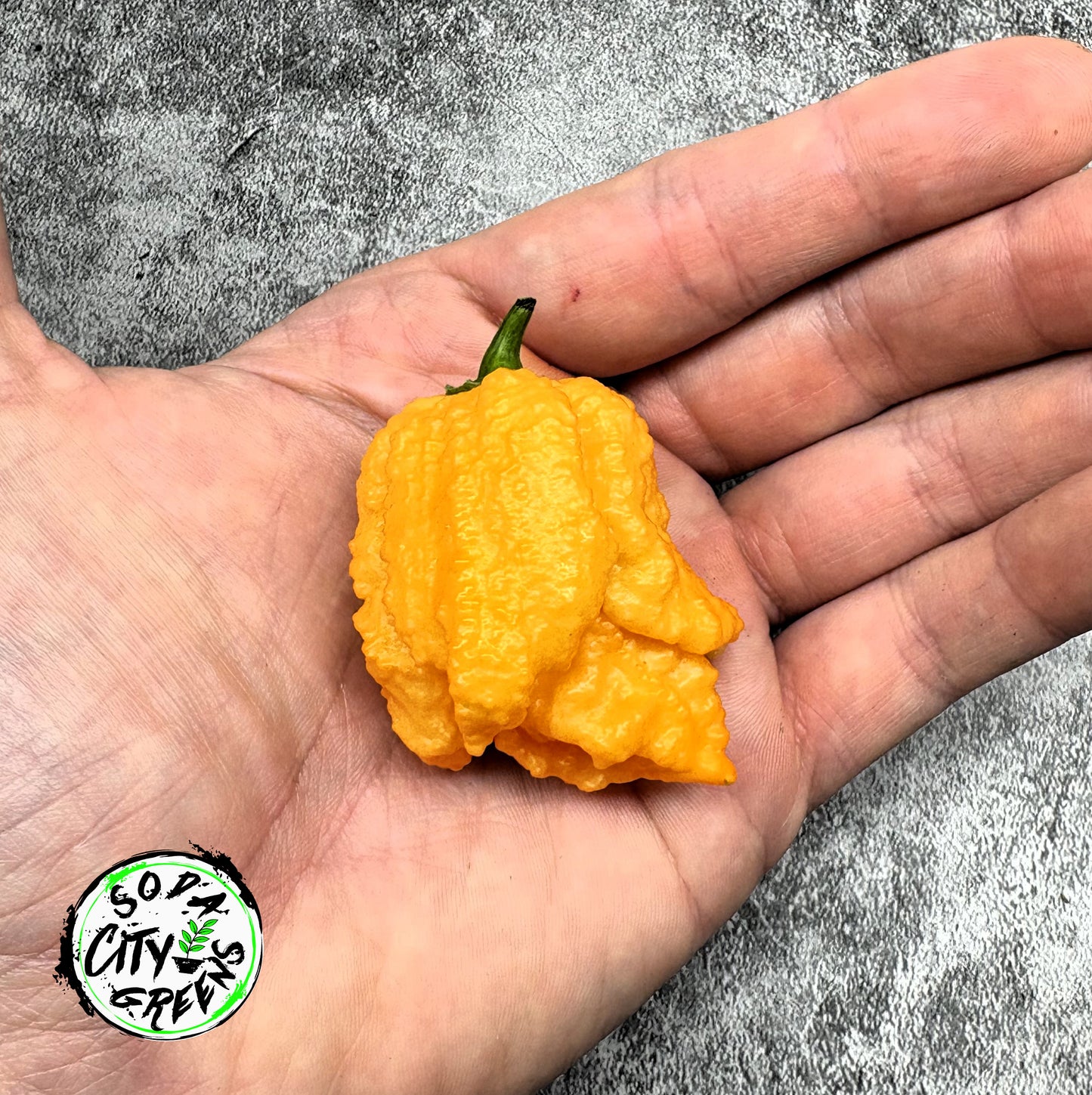 Fried Chicken Pepper Seeds