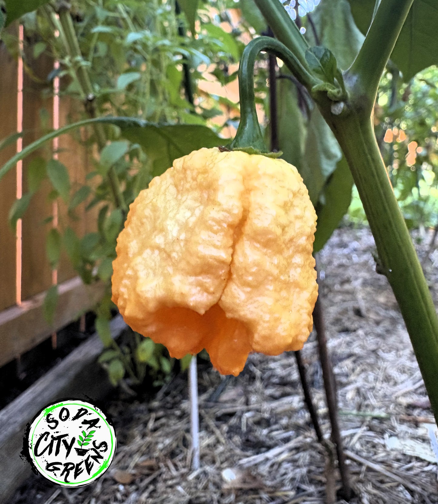 Fried Chicken Pepper Seeds
