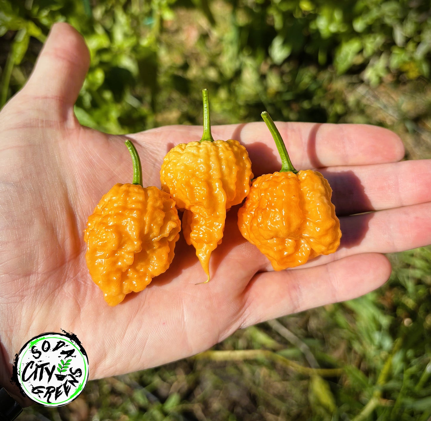 Dehydrated Fried Chicken Pepper Pods